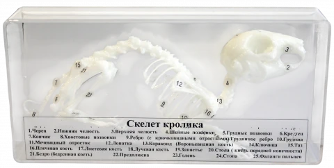 Комплект скелетов различных классов животных