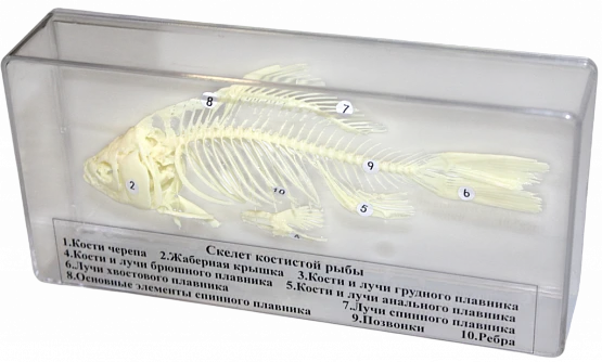 Комплект скелетов различных классов животных